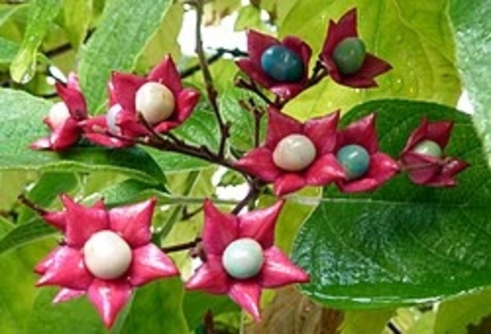 Harlequin Glorybower - Clerodendrum trichotomum from EC Browns Nursery