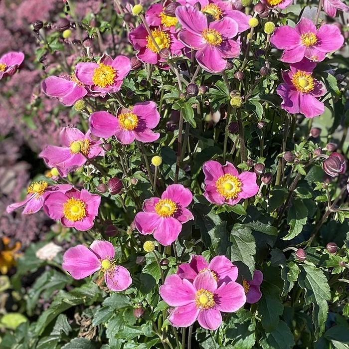 'Dawn Breaker' - Anemone from EC Browns Nursery